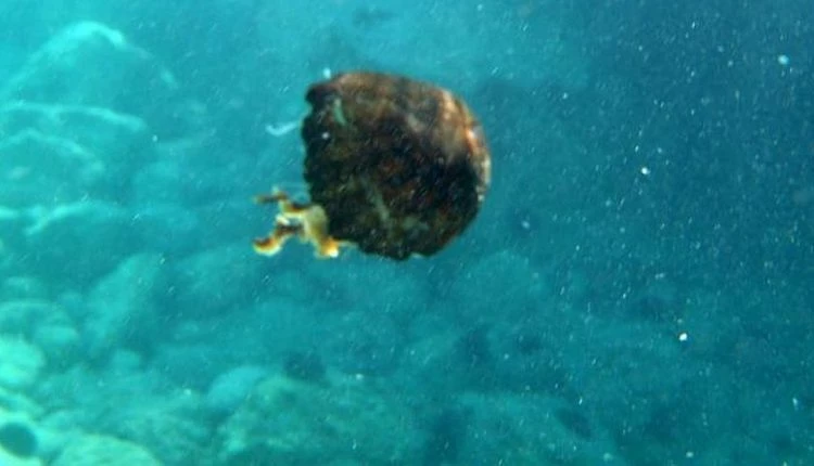 Τρόμος στις παραλίες – Μέδουσα-δολοφόνος στη Μεσόγειο